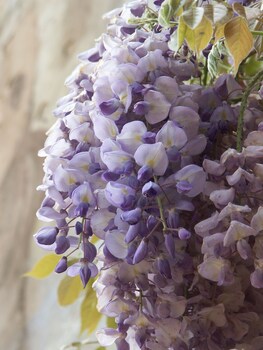 villa palagione centro interculturale