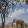 Ashnil Samburu Camp,Buffalo Springs National Reserve>>Archers Post,4 star
