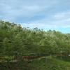 elysium gardens hill resorts