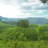 elysium gardens hill resorts