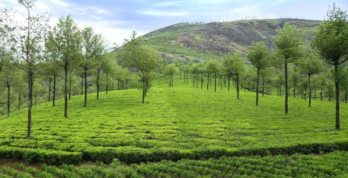 elysium gardens hill resorts
