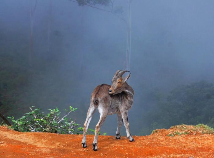 elysium gardens hill resorts