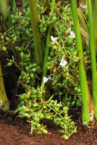 elysium gardens hill resorts