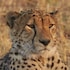 mukambi safari lodge