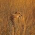 mukambi safari lodge