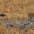 mukambi safari lodge
