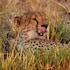 mukambi safari lodge