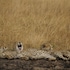 mukambi safari lodge