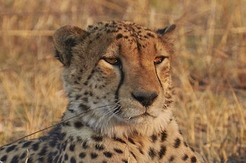 mukambi safari lodge