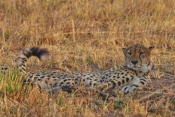 mukambi safari lodge