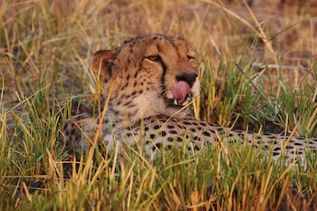 mukambi safari lodge