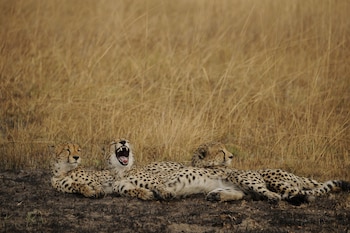 mukambi safari lodge