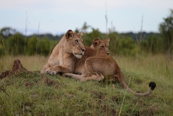 mukambi safari lodge