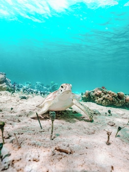 valentines resort and marina