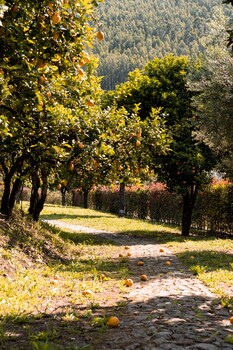 vinte quinta da boavista