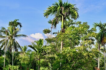 coconut lane bangkok