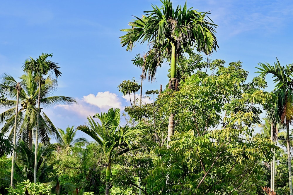 coconut lane bangkok