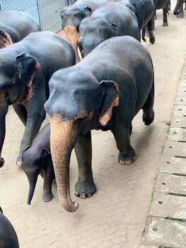 elepath lodge pinnawala