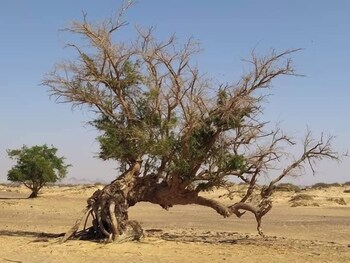 oasis panorama hotel