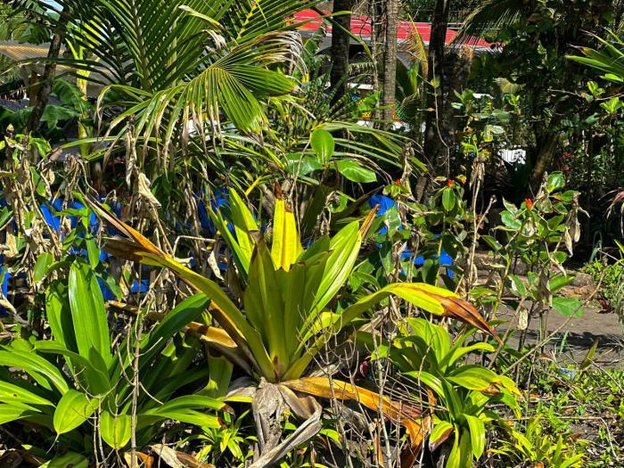 el deseo serendipity hotel