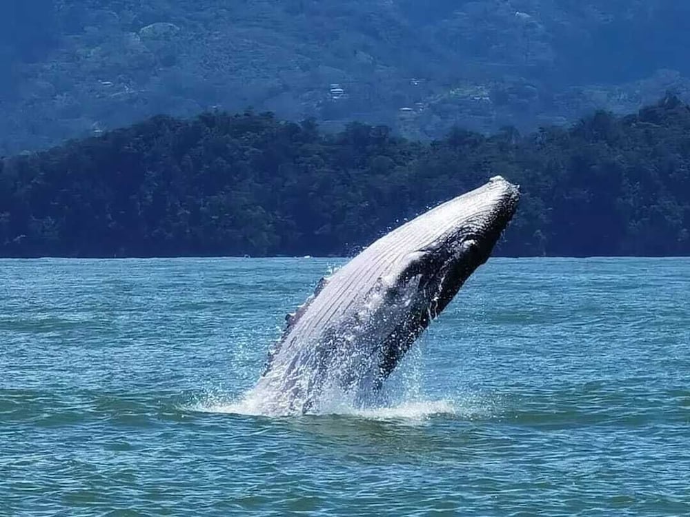 ballena