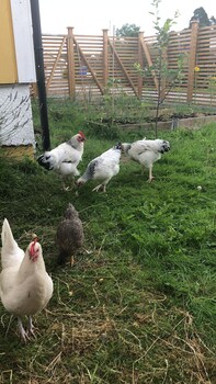 just like home bed and spa