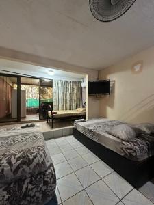 wide mouth frog conchal