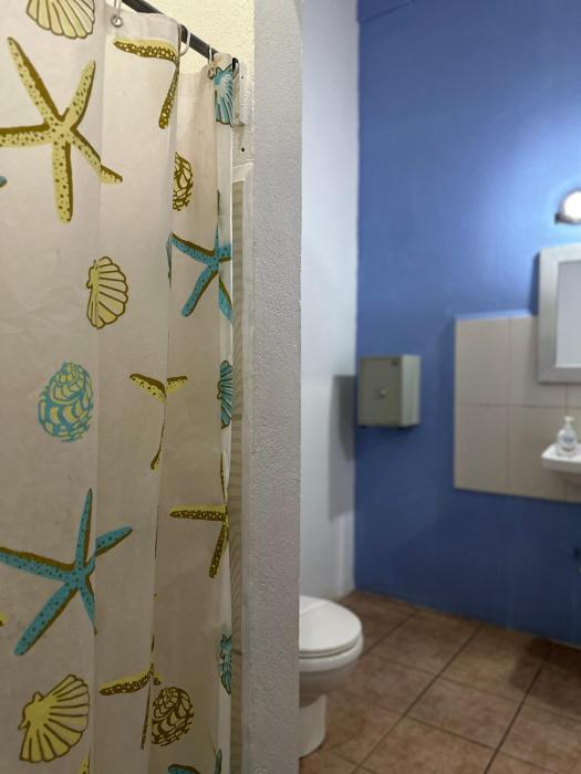 wide mouth frog conchal