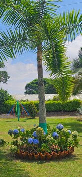 cabanas cafeteras cerritos