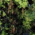 nasu mukunone