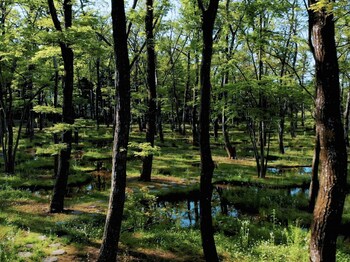 nasu mukunone