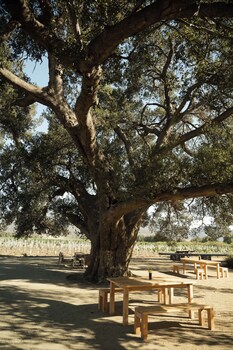 valle de guadalupe