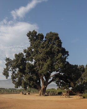 valle de guadalupe