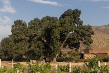 bruma wine resort