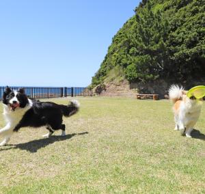 nanki shirahama wan wan paradise