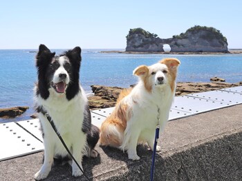 nanki shirahama wan wan paradise