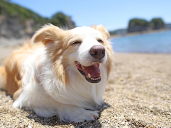 nanki shirahama wan wan paradise