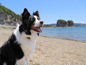 nanki shirahama wan wan paradise