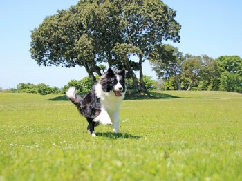 nanki shirahama wan wan paradise