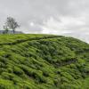 nuwara eliya