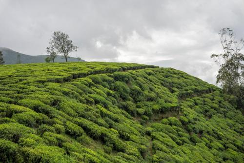 nuwara eliya