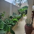 two palms