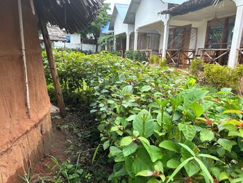 nungwi