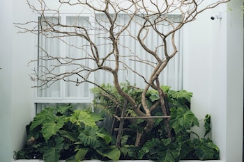 glyn chiangmai