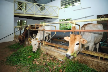 reen resorts aanavilasam thekkady