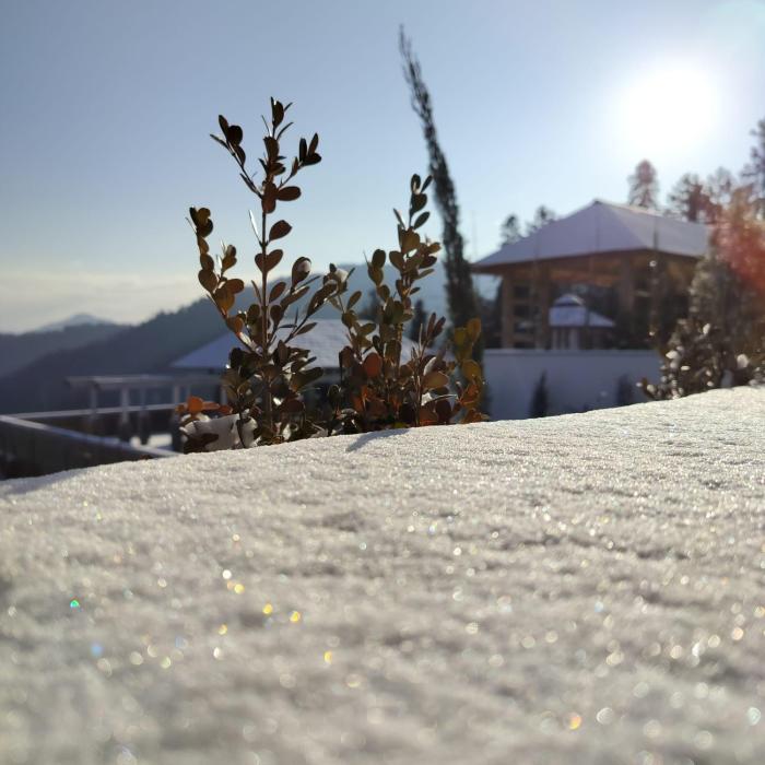 hotel greenberry narkanda