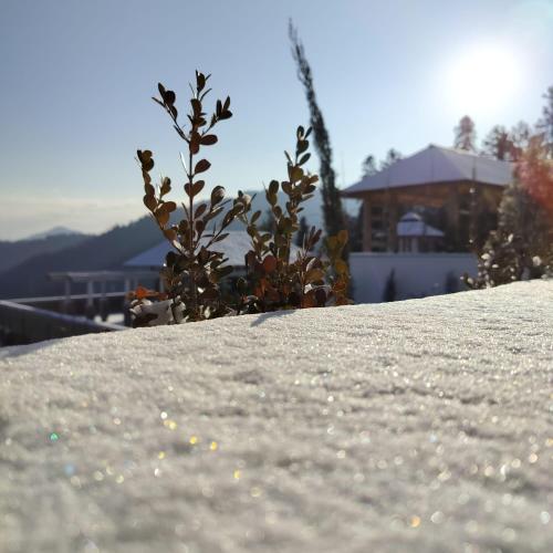 hotel greenberry narkanda