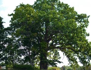 piece of hjo vandrarhem