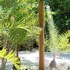mata de sao joao