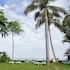 tamarindo